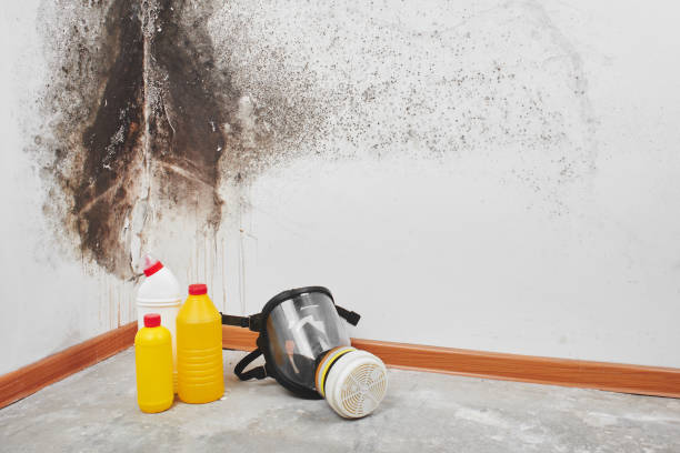 Best Crawl Space Mold Removal  in Brookville, NY