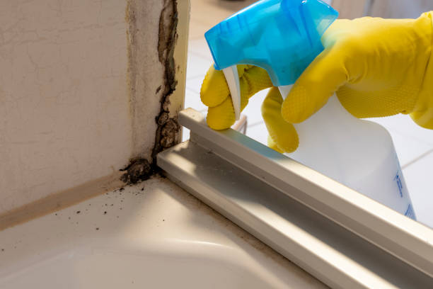 Best Mold Remediation  in Brookville, NY