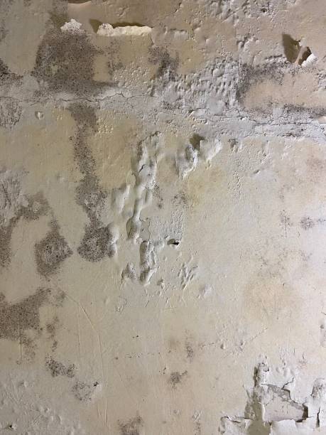 Best Professional Mold Removal  in Brookville, NY