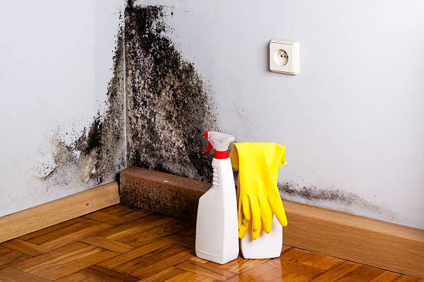 Certified Mold Removal in Brookville, NY